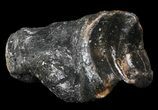 Ice Age Bison Metatarsal (Toe Bone) - North Sea Deposits #43135-1